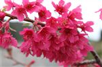 Prunus 