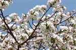 Prunus 