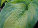 Hosta 