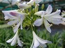 Agapanthus 