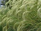 Chinochloa flavicans