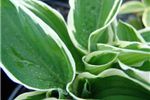 Hosta 