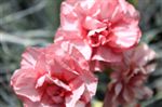 Dianthus 