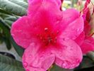 Rhododendron 