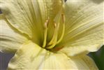 Hemerocallis 