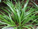 Dianella nigra