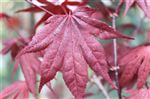 Acer palmatum 