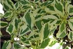 Cornus controversa 