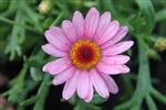 Argyranthemum 