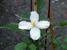 Clematis montana 