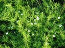 Coleonema album (syn. Diosma ericoides)