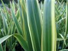 Phormium cookianum 