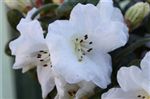 Rhododendron 