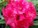 Rhododendron 