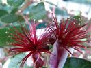 Feijoa Unique