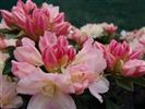 Rhododendron 