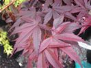 Acer palmatum 