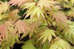 Acer japonicum 