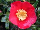 Camellia sasanqua 