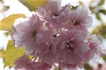 Prunus 