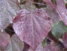 Cercis canadensis 
