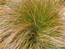 Carex testacea