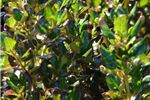 Coprosma 