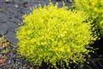 Sagina aurea
