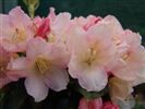 Rhododendron 