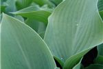 Hosta 