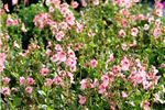 Diascia 