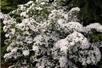 Cornus kousa (Japanese Dogwood)