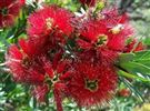 Callistemon viminalis 