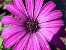 Osteospermum 