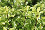 Pittosporum 