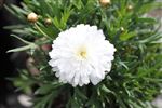 Argyranthemum 