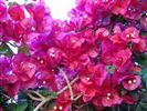 Bougainvillea 