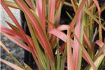 Phormium cookianum 