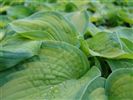 Hosta 