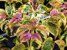 Cornus florida 