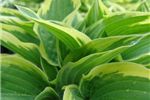 Hosta 