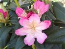 Rhododendron 