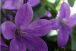 Campanula 