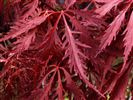 Acer palmatum dissectum 