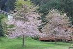 Prunus 