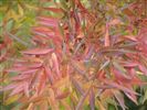 Fraxinus oxycarpa 