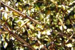 Coprosma 