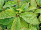 Viburnum japonicum