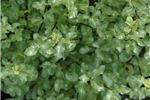 Pittosporum 