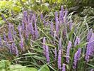 Liriope muscari